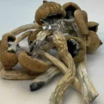 Benefits of Taking Mushroom